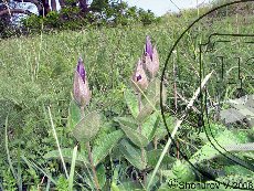 Ломонос цельнолистный 001